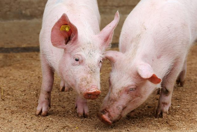 多种养殖生态在养猪过程的实际应用和技巧
