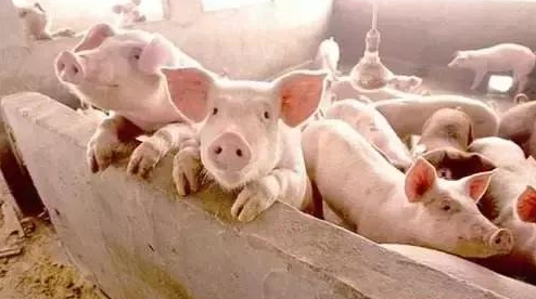 广西百万级养猪重镇的母猪存栏不足10% 稳定生猪生产待解决这些问题