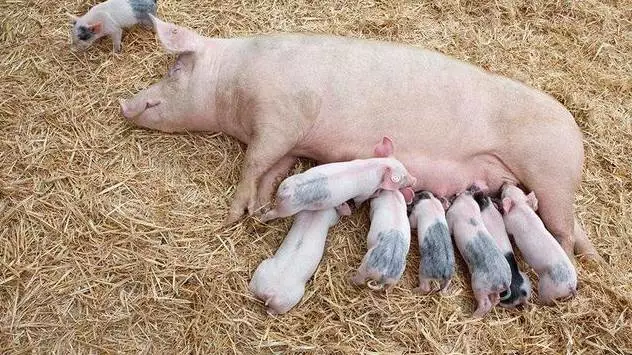 安徽亳州能繁母猪存栏19万头 同比下降11.18％