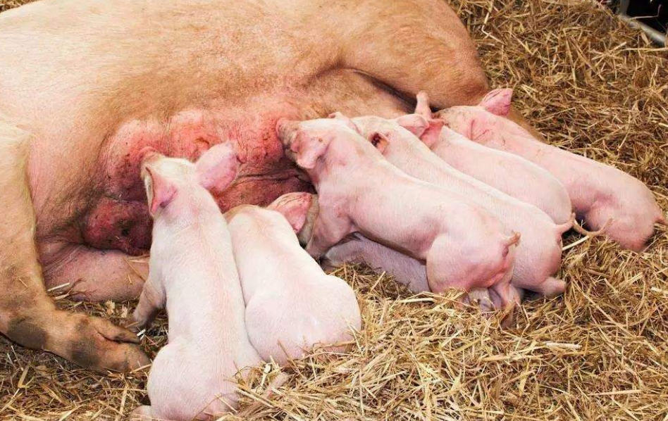 初产母猪提前断奶的危害大 子宫复旧需要更长时间