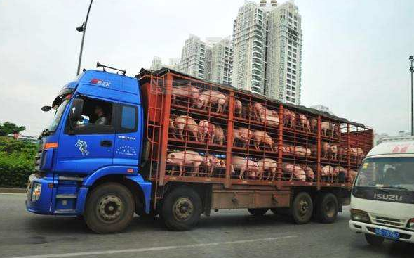 青海：加强生猪及其产品运输车辆备案监管工作