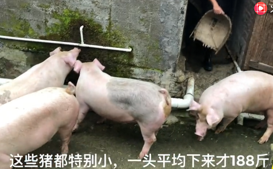 老板迫于猪瘟的影响，早早就把猪卖了