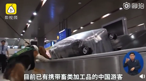 猪好多网