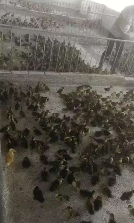 猪好多