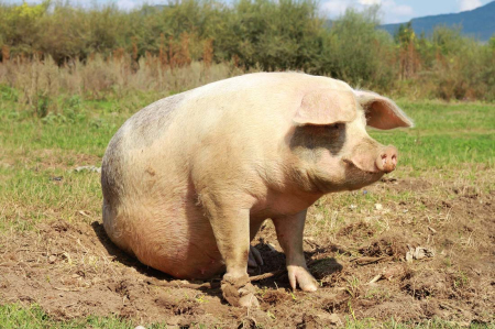 广东猪料销量下跌80%，原来养殖户的猪栏里养的全是鸡鸭鹅牛