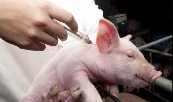 血清、细胞、种毒、胰酶……做一支不受污染的猪疫苗需要这么多努力！