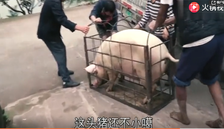 实拍农村卖了2头肥猪，邻居帮忙抓猪，猜猜能卖多少钱