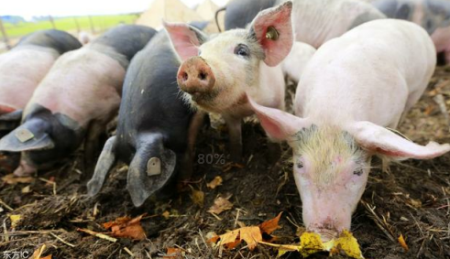 国家鼓励和支持对猪场贷款，只因猪少，料更少！