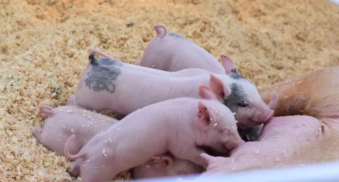 湖南86个屠宰场去年10月的非洲猪瘟监测报告公布：病毒核酸场阳性率12.8%