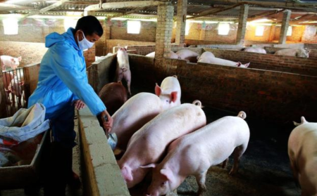 景宁多部门对生猪养殖场开展执法检查