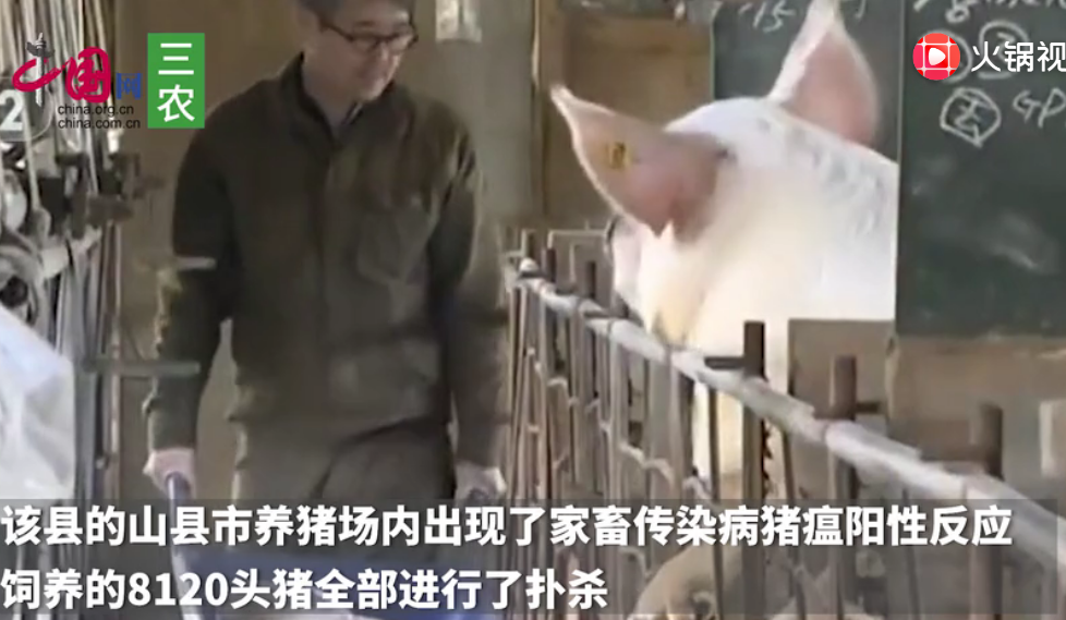 日本岐阜县再次发现猪瘟感染 扑杀8120头猪