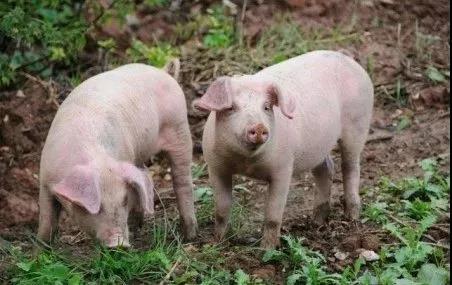 广西生猪存栏量已达10年来最低水平，猪价却依然较低