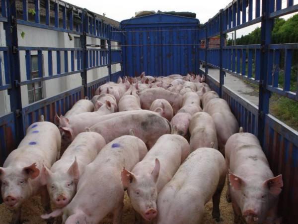 养猪人请注意：这几天猪价又开始跌了，知道是为什么？