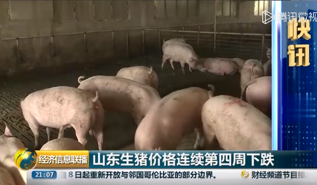山东生猪价格连续第四周下跌