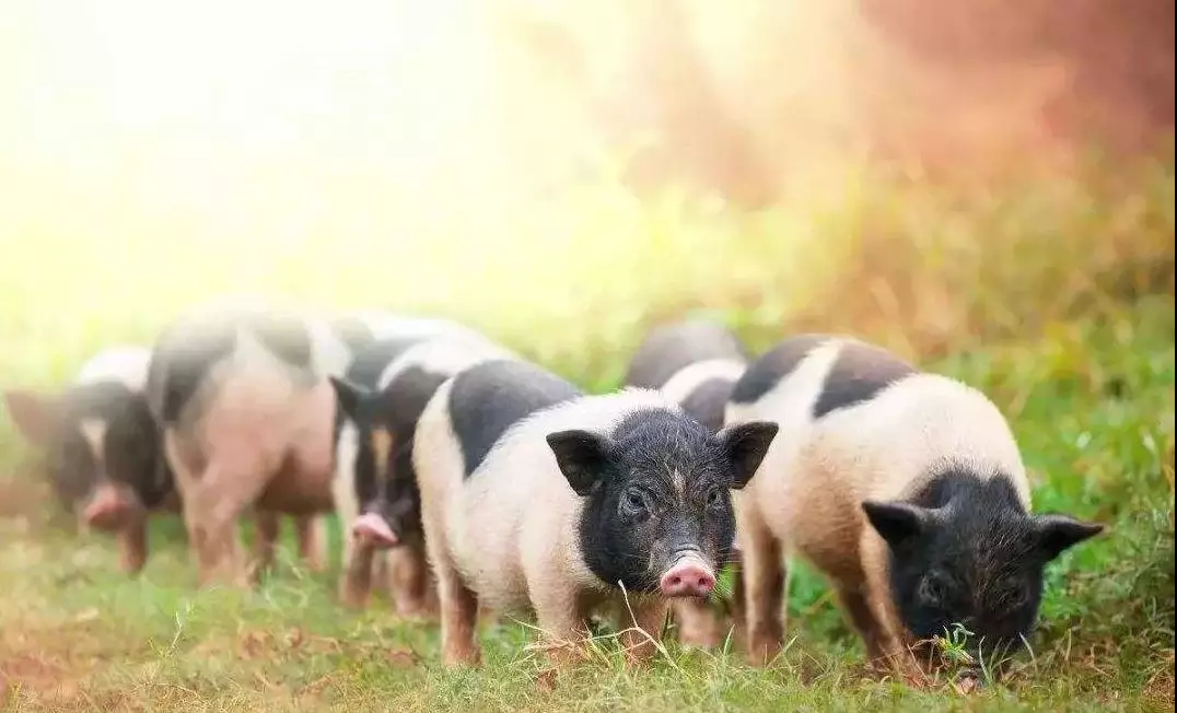 生猪存栏量持续减少，为什么市场却不缺肉？