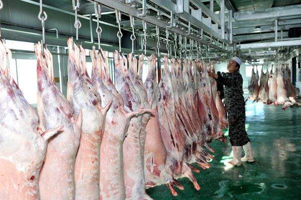 连云港农业局督导组在灌南县督导生猪定点屠宰标准化创建工作