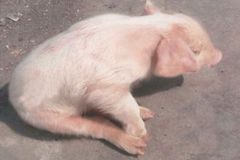 猪场常见免疫抑制性疾病病因及防控措施