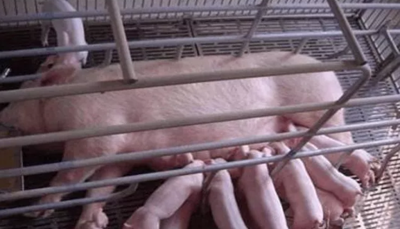 母猪压死仔猪原因解析 预防母猪压死仔猪的五个方法