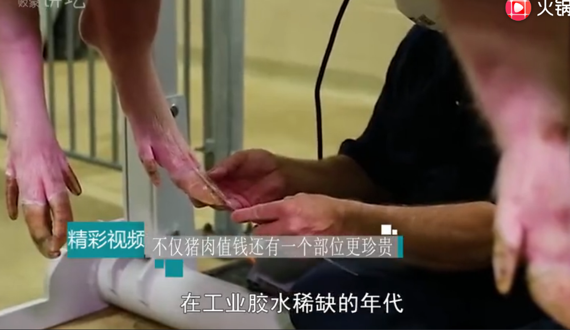 猪的“指甲”有多珍贵？看完这个视频，估计养猪户都后悔了！