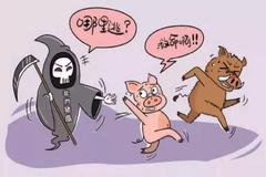 实用！非洲猪瘟与其他疾病的临床鉴别诊断方法