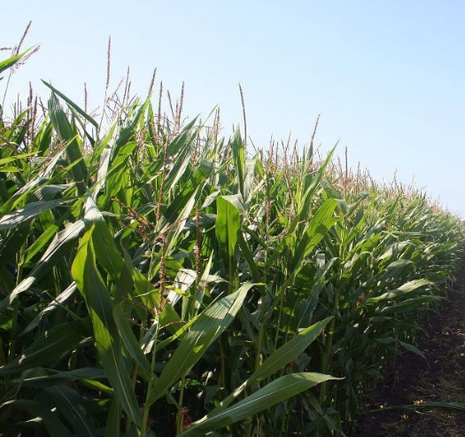 玉米正确施肥方法 用这三招能增产！