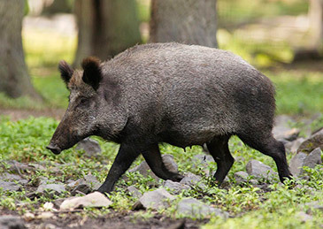 6月6日罗马尼亚新发1起野猪非洲猪瘟疫情
