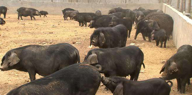 吕寻达：养猪喂中药 有机养殖受欢迎