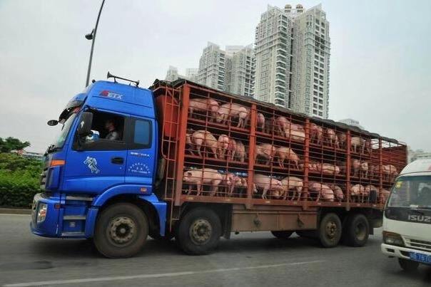 广西查获一起特大非法调运生猪案件，总价值300多万元！
