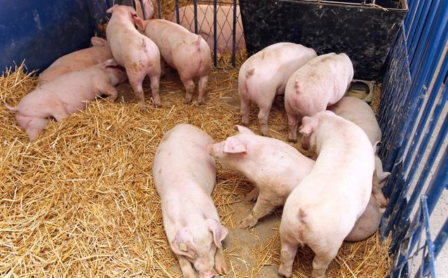 碘甘油在养猪上的三个妙用，经济实用效果还好！