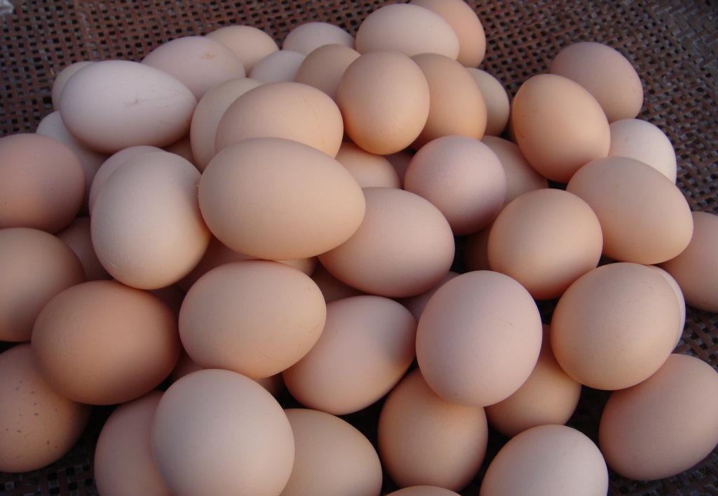 生鸡蛋在养猪生产中的巧用，既省钱又有效！