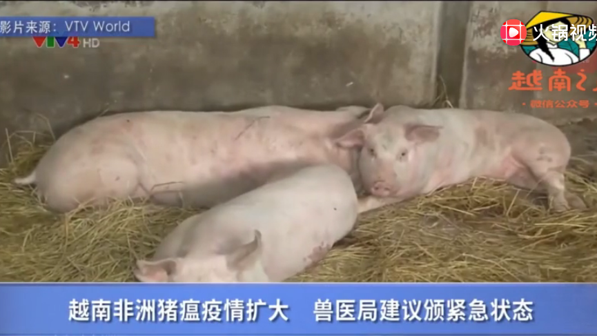 越南非洲猪瘟疫情扩大 兽医局建议颁紧急状态