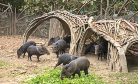 海关总署 农业农村部：我国尚未与朝鲜签署猪、野猪及其产品准入协议