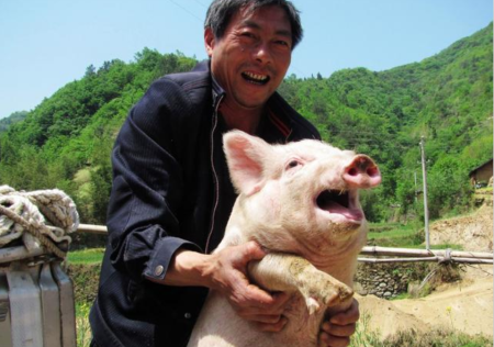 贵州银行投放3亿元助力养猪脱贫