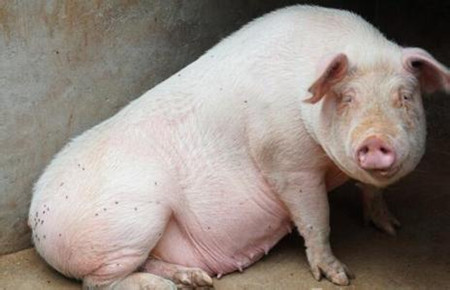 胀肚子死的猪越来越多了，学习这个病的临床诊断与防治措施
