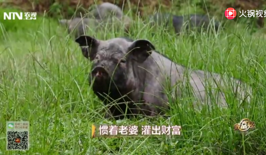 猪肉香不香，关键在于这点
