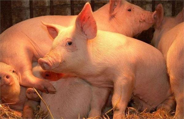 浙江省5月份生猪成本收益分析，生猪出栏价格和养猪利润双降