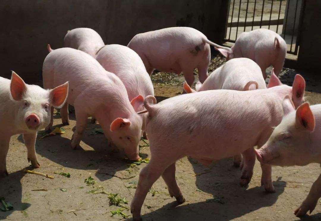 疫情是生猪产能晴雨表，从地区价差看全国生猪产能下降幅度