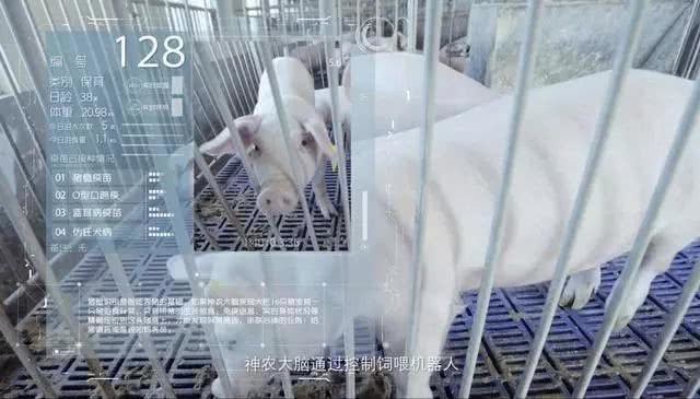 京东养猪