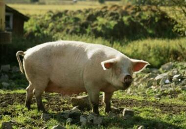 磺胺药治猪病却导致其中毒，错出在哪儿？