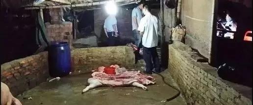 已抓获17人，广东阳春两家猪场专门供应生猪给黑屠宰点