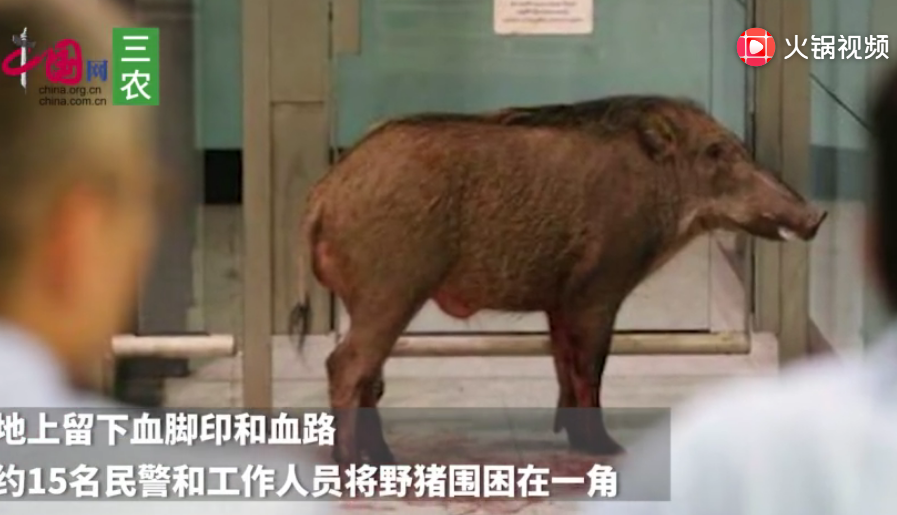 受伤野猪闯香港车站撞伤乘客 血洒一地乱窜兽医开麻醉枪制服