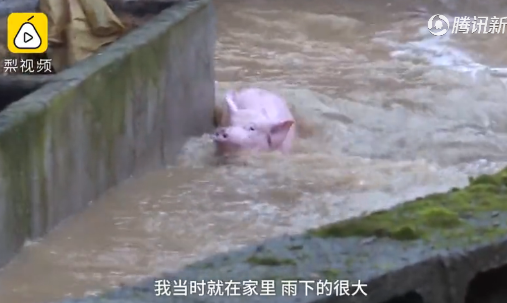 湖北暴雨困住500头生猪，“二师兄”水中历险，消防凿墙救援