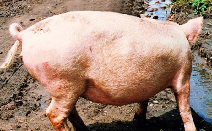 养猪场大佬教你，如何分辨猪丹毒与非洲猪瘟的区别
