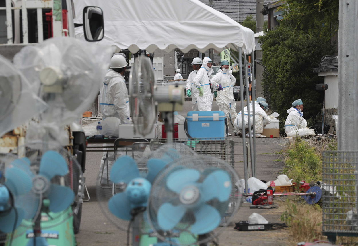 日本岐阜县确认第18例猪瘟感染，开始扑杀1200头猪
