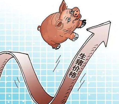 江门市生猪价格继续上升，蔬菜价格小幅下跌