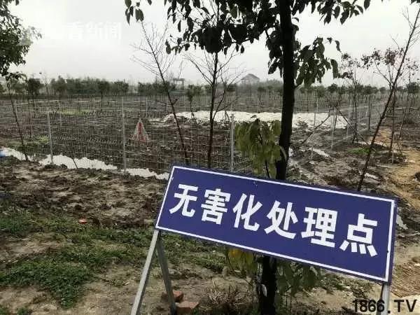 猪好多