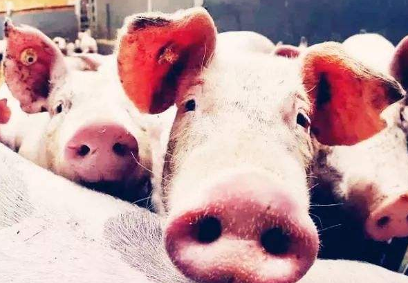 生猪供应缺口持续扩大，养殖户补栏意愿不强，国内生猪供应或进入空档期