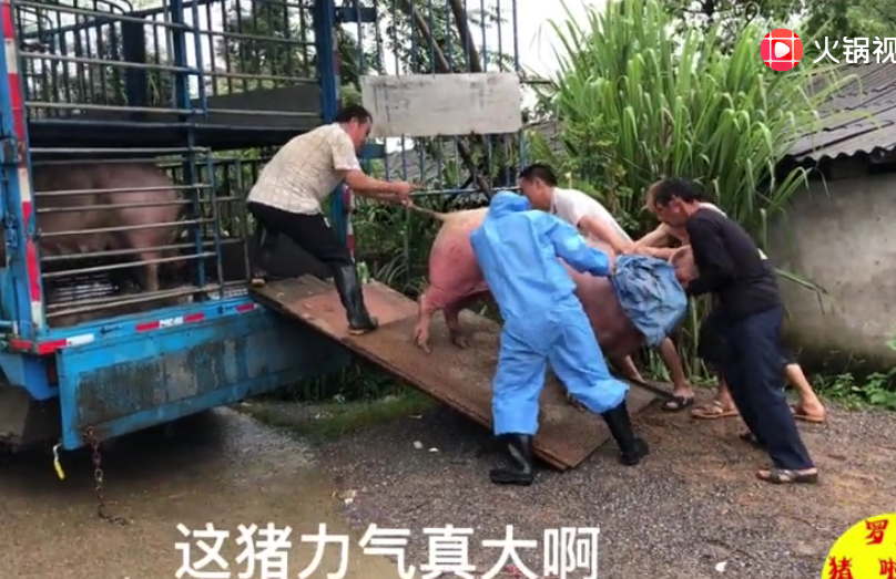  因老板另有发展，所以把公猪母猪一起卖完了