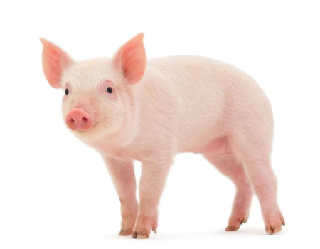 猪价震荡偏强，短期猪价上涨仍受到消费端限制