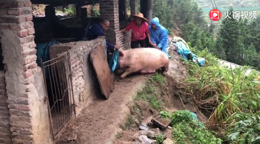 半山上装猪，遇见泥石流